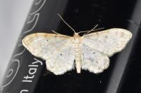 Idaea fuscovenosa