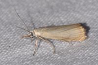 Chrysoteuchia culmella