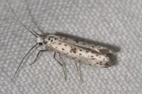 Yponomeuta plumbella