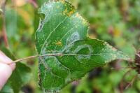 Phyllocnistis unipunctella