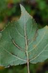 Phyllocnistis unipunctella