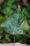 Phyllocnistis unipunctella