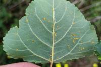 Phyllocnistis extrematrix