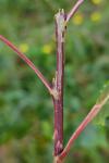 Phyllocnistis extrematrix