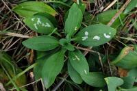 Coleophora saponariella
