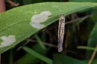 Coleophora saponariella