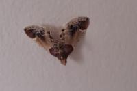 Pyralis farinalis
