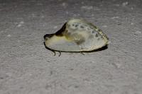 Cilix glaucata