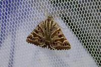 Euclidia mi