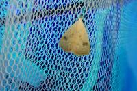 Rivula sericealis
