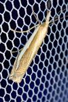 Crambus pascuella