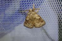 Trichiura crataegi