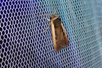 Ochropleura leucogaster