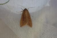 Mythimna unipuncta