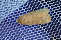 Spodoptera exigua