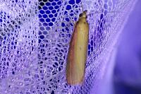 Oncocera semirubella