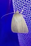 Mythimna pallens