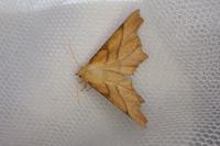 Ennomos erosaria