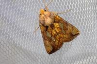 Plusia festucae