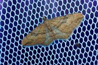 Nycterosea obstipata