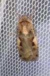 Xestia c-nigrum