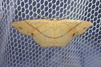 Cyclophora punctaria