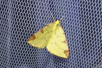 Opisthograptis luteolata