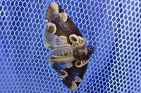 Thyatira batis