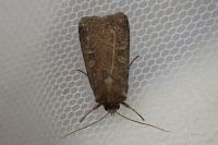 Xestia xanthographa
