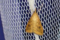 Udea ferrugalis