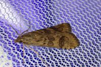 Nomophila noctuella