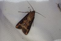 Agrotis ipsilon