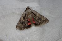 Catocala optata