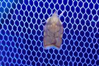 Carcina quercana