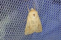 Mythimna vitellina