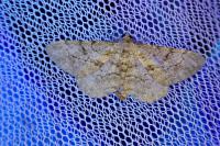 Peribatodes rhomboidaria