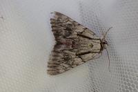 Catocala optata