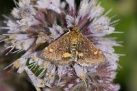 Pyrausta aurata