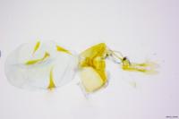 Clavigesta sylvestrana