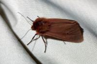 Phragmatobia fuliginosa