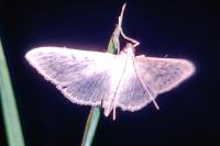 Patania ruralis