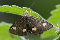 Pyrausta aurata