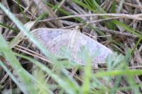 Patania ruralis