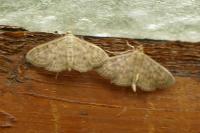 Patania ruralis