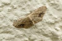Idaea dimidiata