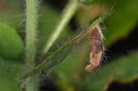 Coleophora discordella