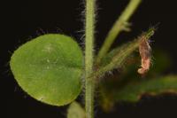 Coleophora discordella