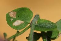 Coleophora discordella