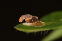 Coleophora discordella