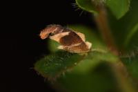 Coleophora discordella